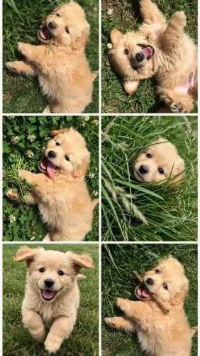 Golden Retriever charmoso 