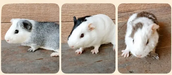 Porquinho da india 