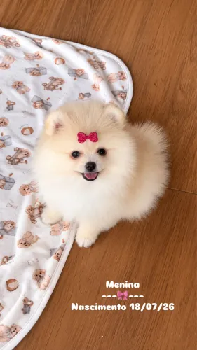 Spitz alemão fêmea (Lulu da pomerania) com pedigree cbkc 