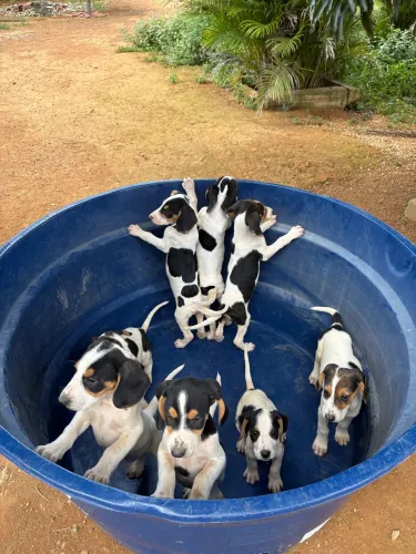 Cachorro Americano Caçador