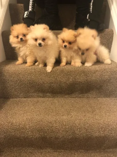 Filhotes incríveis para quem ama pets