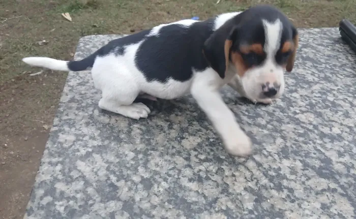 Beagle macho 