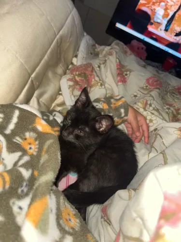 Doação de gatinha