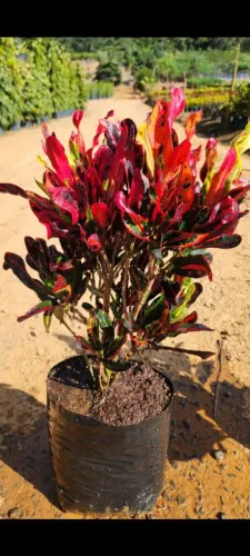 CROTON PARAFUSO / 40 CM DE ALTURA 