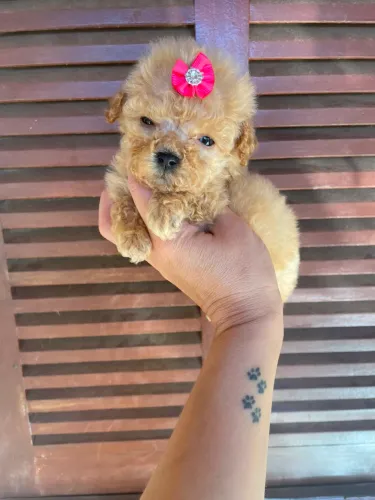 Poodle Toy  lindos filhotes macho e fêmea 