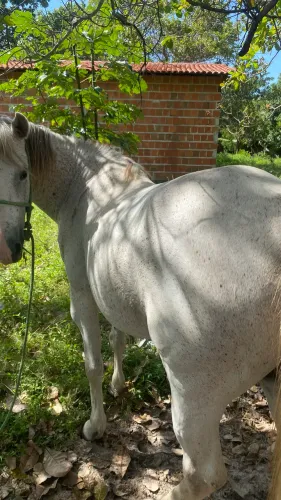 Cavalo disponível a venda 