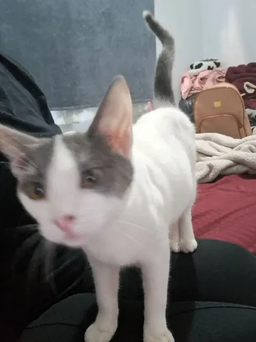 Gatinha para doação