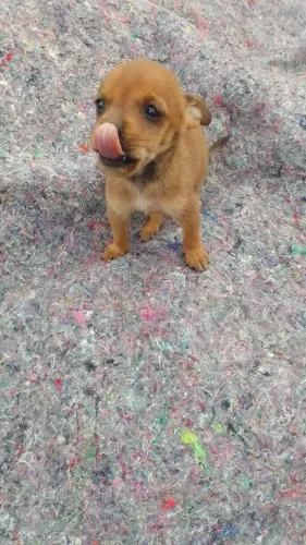 Pinscher macho ler