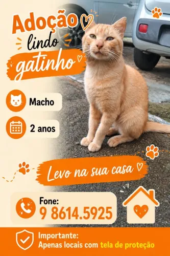 ADOÇÃO GATO ADULTO