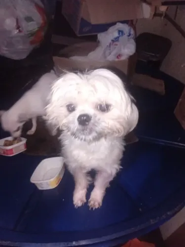 Vendo shih tzu adulta