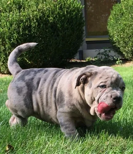 American Bully - Mais Do Que Bonito, Simplesmente Encantador