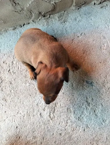 Vendo filhote de Pincher 3 fêmea e 1 macho