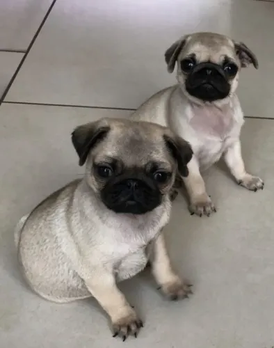 Pug - carinho que nasce em quatro patas 
