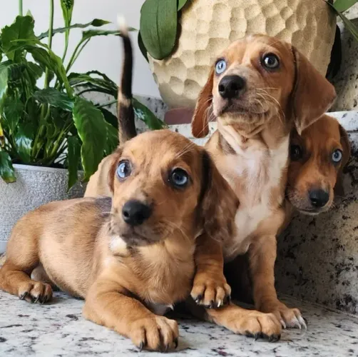 Teckel/Dachshund/Basset O Verdadeiro Salsicha com Pedigree!