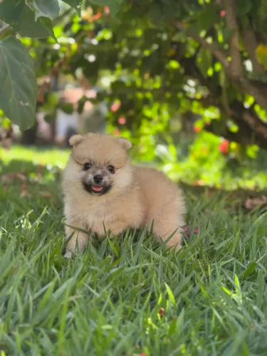 Lulu da Pomerania anão fêmea 