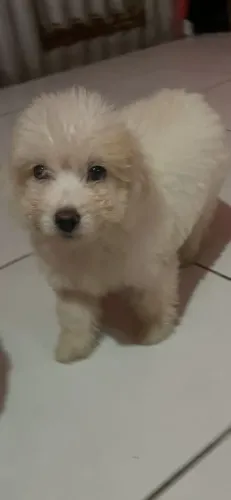 Cachorro poodle