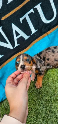 Fêmea Dachshund Arlequim kaninchen ( menor padrão da raça ) + cor diferenciada e olho azul