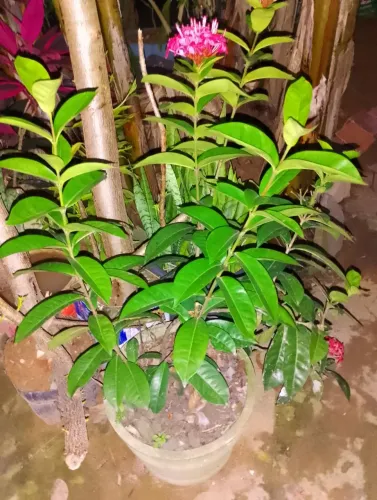 Exosoria pronta para decorar o ambiente