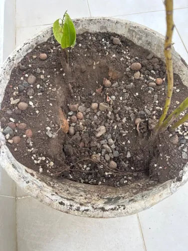 Vaso grande