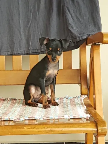 Filhotes De Pinscher - Quem Precisa De Terapia Quando Se Tem Um Cachorro ?