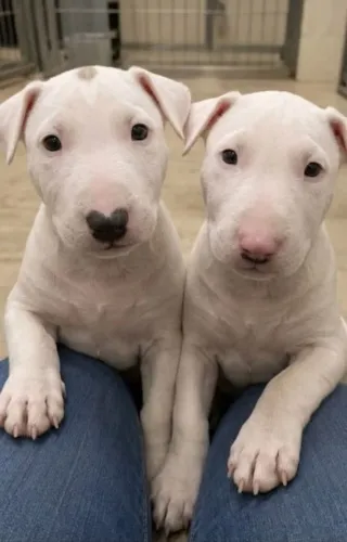 Filhote de Bull Terrier Que Faz Qualquer Dia Ficar Mais Feliz