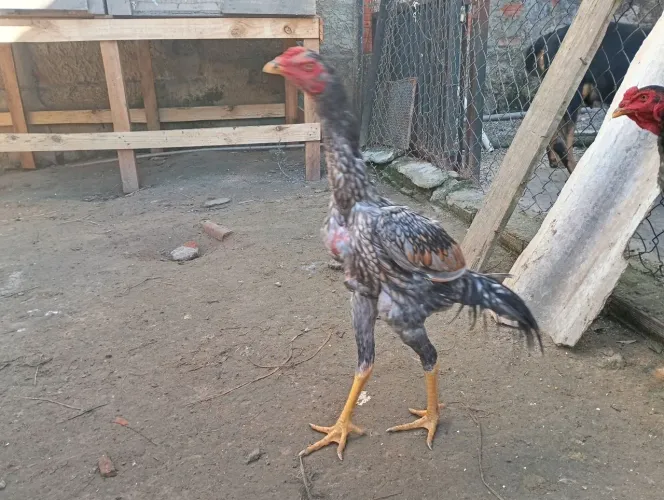 Frango mura