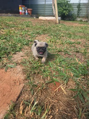 Pug Filhotes Machos Disponíveis 