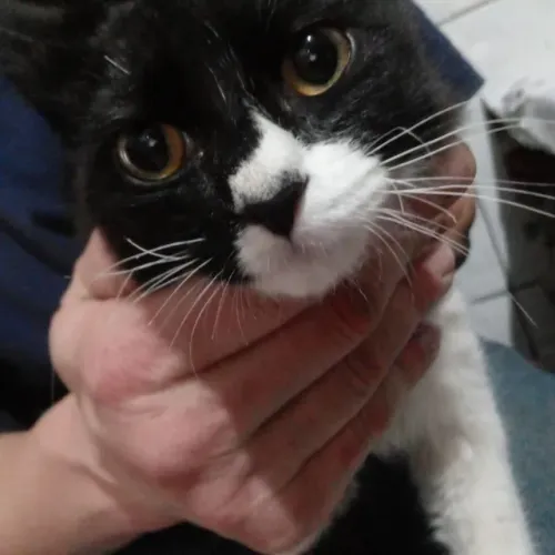 Gato filhote aproximadamente 2 a 3 meses