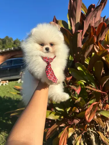 Spitz alemão anão Ursinho
