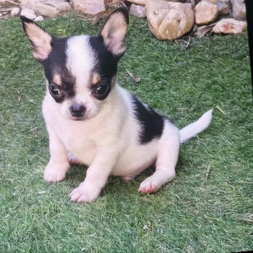 Vende se filhotes de chihuahua