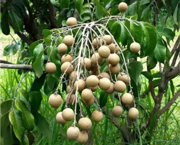 Árvore de Longanas Gigante no Pote Produzindo Pronta Plantio Raridade