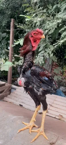 Índio gigante