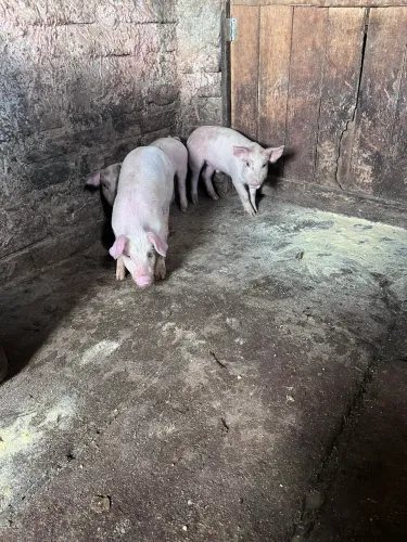 Leitões a venda