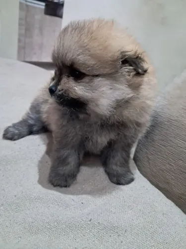 Spitz Alemão Fêmea 