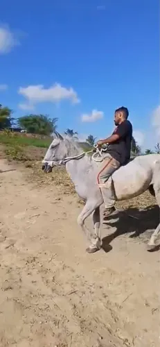 Égua baixeira macha picada 
