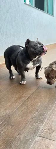 Doa se American Bully fêmea 2 anos 
