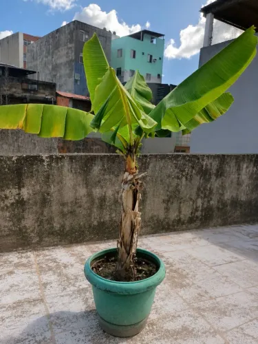 Bananeira decoração planta real