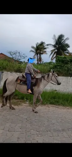 Vendo egua