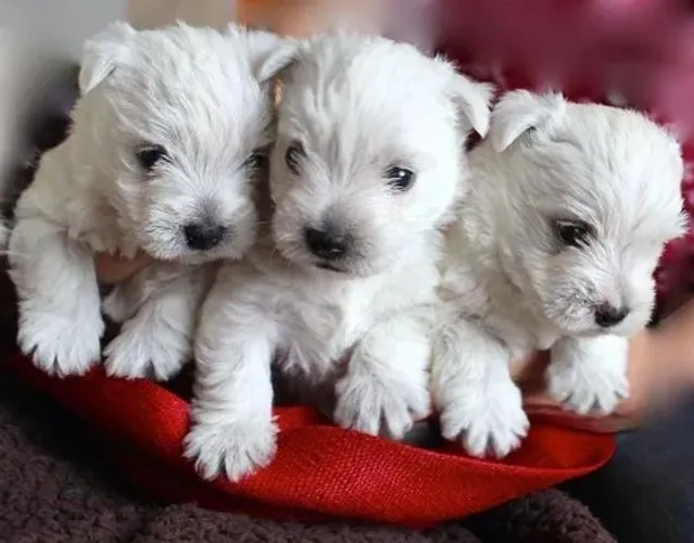 West Terrier