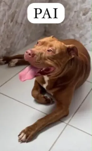 Filhote de Putbull Raça Pura