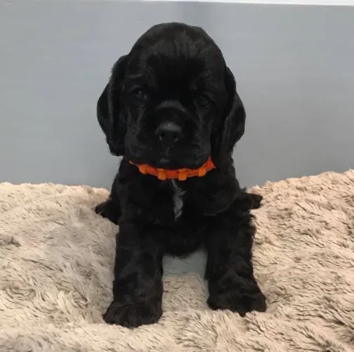 Cocker spaniel puro