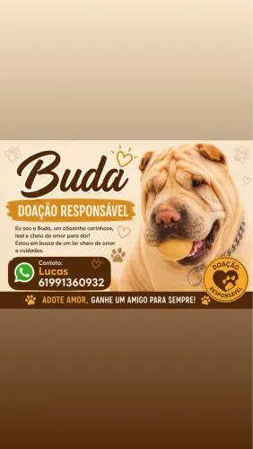 DOAÇÃO CACHORRO
