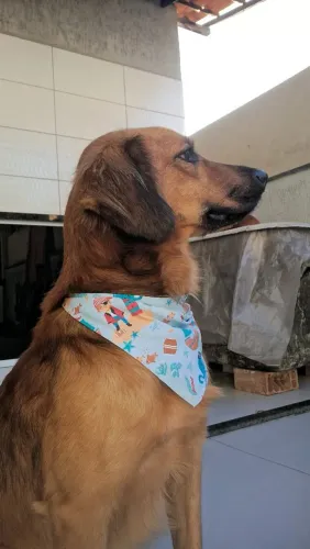Adoção Responsável