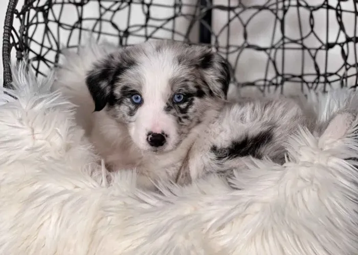 Filhotes de Border Collie | Filhotes super carinhosos!