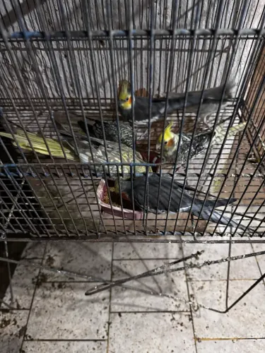 Pets