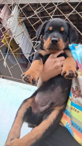 Vendo Rottweiler puro