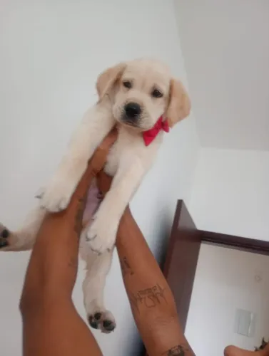 Gold Retriever 