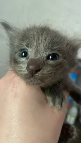 Animais domésticos 