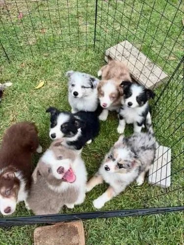 Border Collie Filhotes