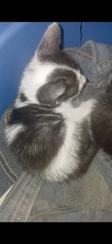 Gato